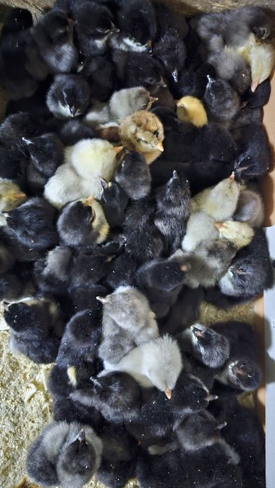 Продаются суточные цыплята