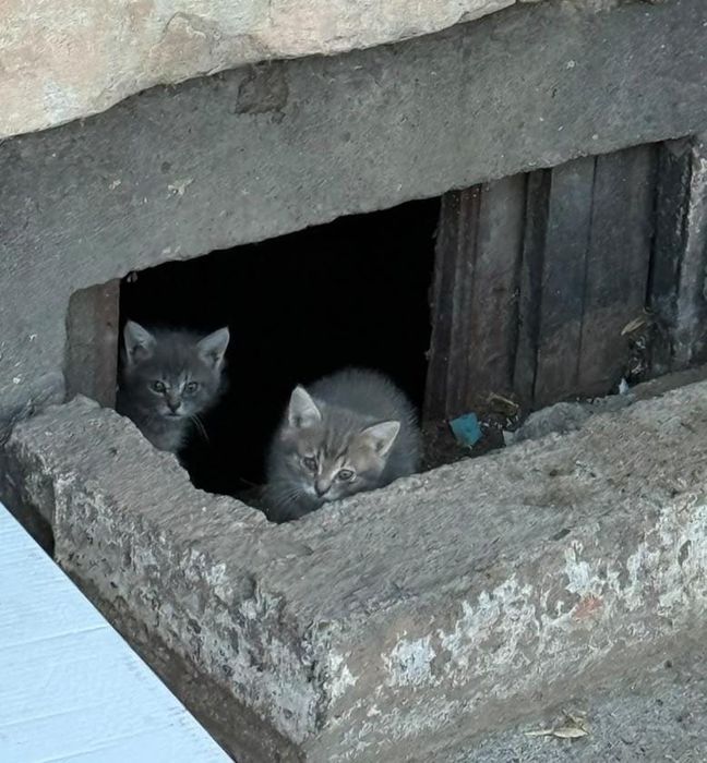 Котята срочно помогите