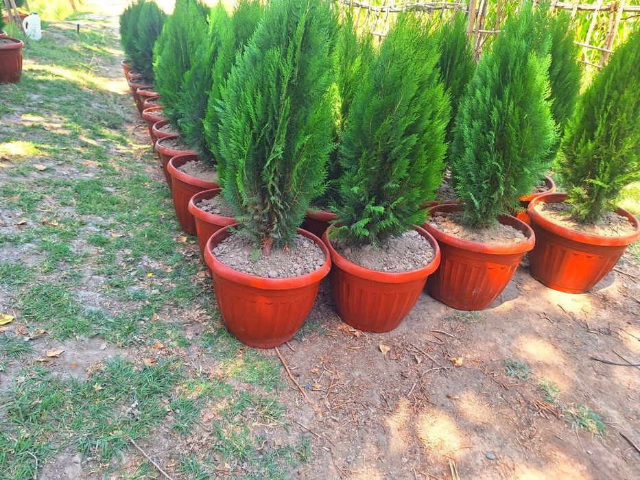 Арчалар бор узбекистон бойлаб доставка кберилади.