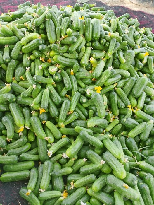 Choʻtir bodring  tuzlamaga tuzlashga kuzgi mazzasi shirin poʻsti qalin