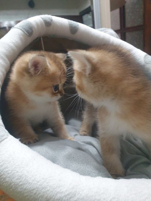 Продаются котята. Золотая шиншилла. Шотландские