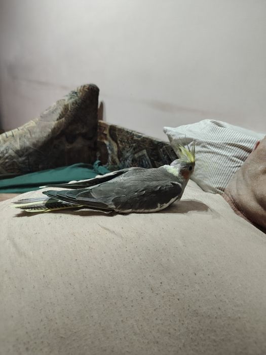 Pui de nimfe, foarte blânzi