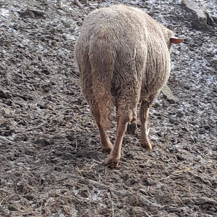 Vând 1 berbeci ciuti rasa tigae Roșie 800 lei bucata