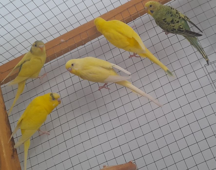 Папугай волнистый оптим сотилади