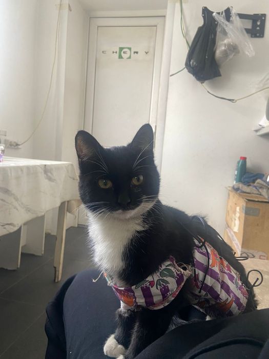 Кошечка бесплатно