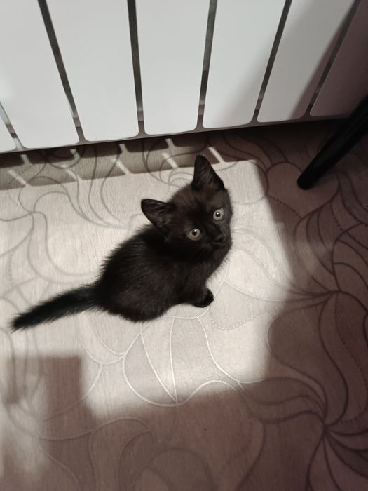 Одам котенка в хорошие руки