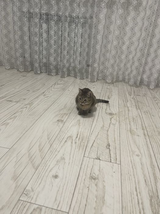 Котенок в добрые руки