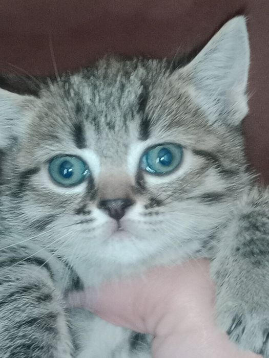 Британские котята