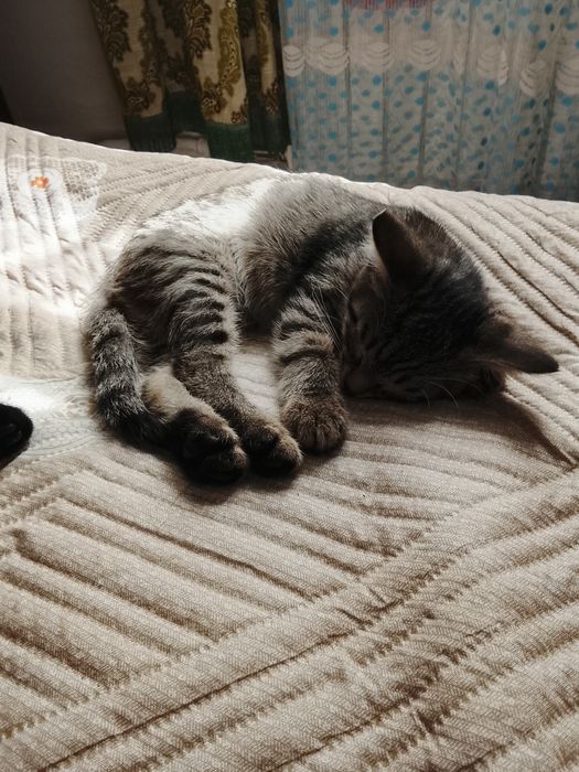 Отдам в добрые руки котят.