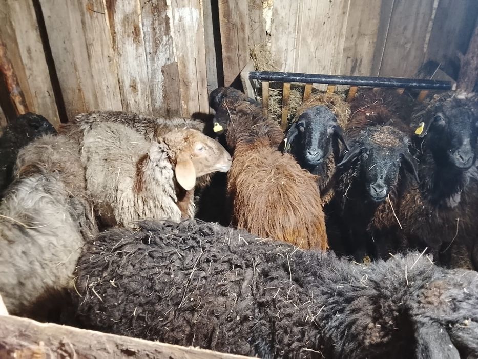 Койлар сатылады  8 бас