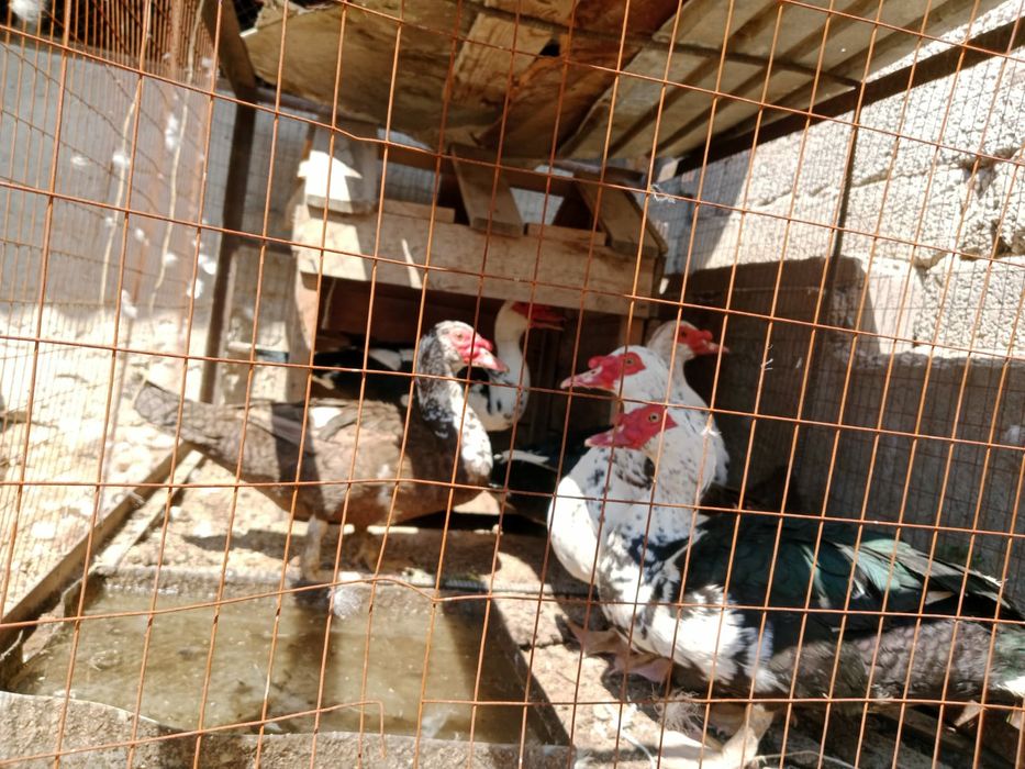 Продам селезней индоуток, г.Шымкент