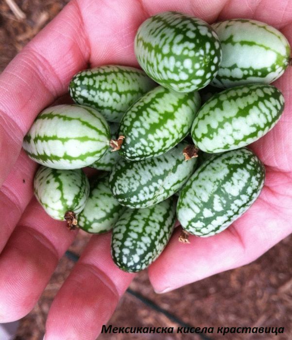 Екзотични растения / семена (доставка за цялата страна)