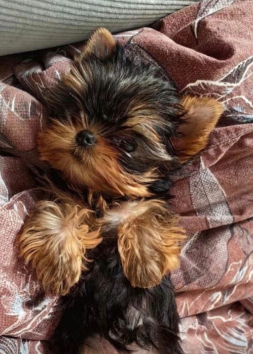 Щенок  Йоркширского терьера