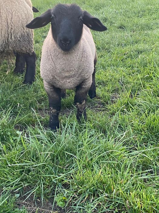 Disponibil berbec suffolk linie  Irlanda!