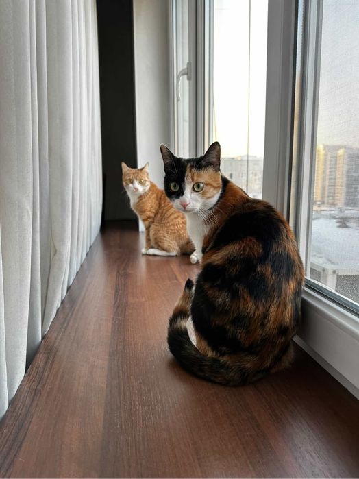 Ласковые кошечки Отдам в добрые руки