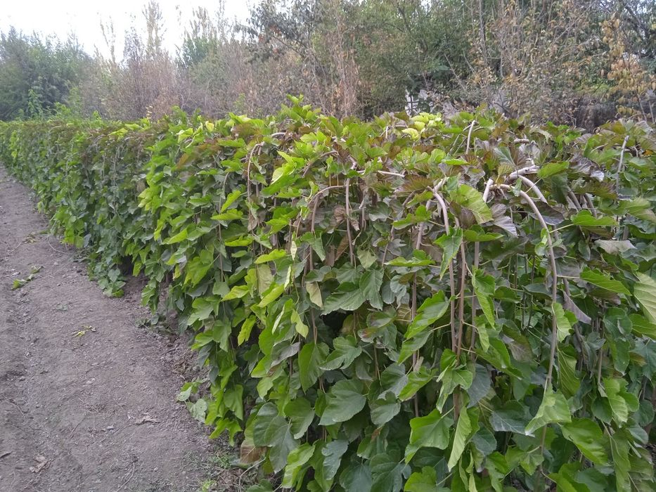 Каталпа, Ясин, клён, япон сафураси  акатсия , каштан кучатлари