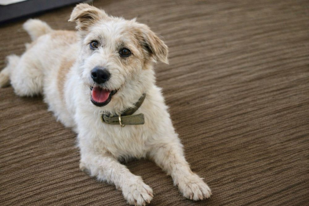 Собака Майя — нежная девочка ищет дом