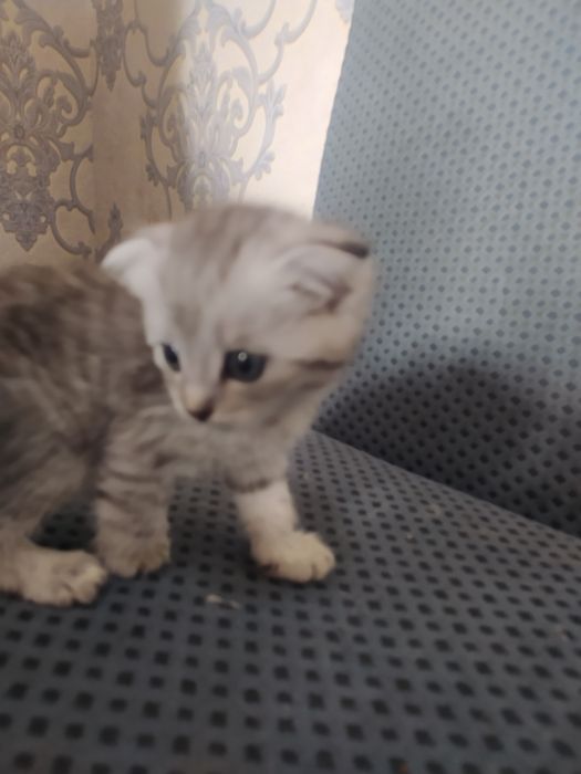 2 oylik bilan 1 yarim oylik