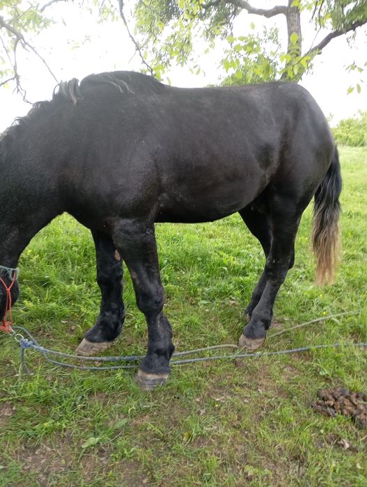Vand armasar Percheron