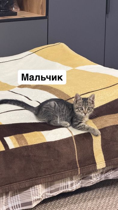 котята в хорошие руки