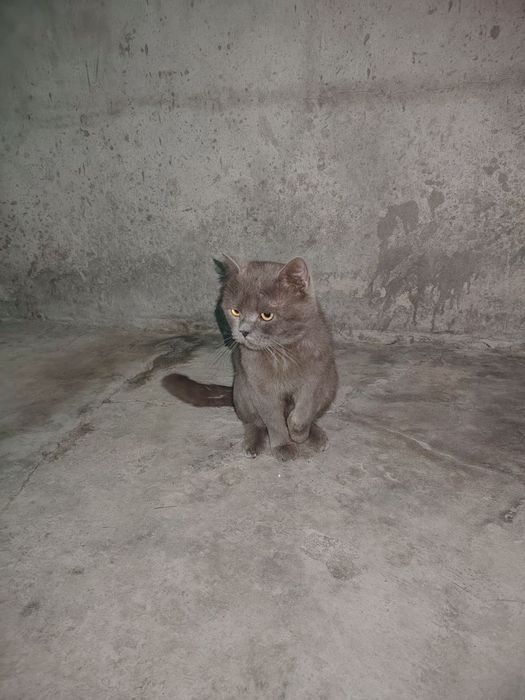 Продается кот за 1 млн сум порода Британский.