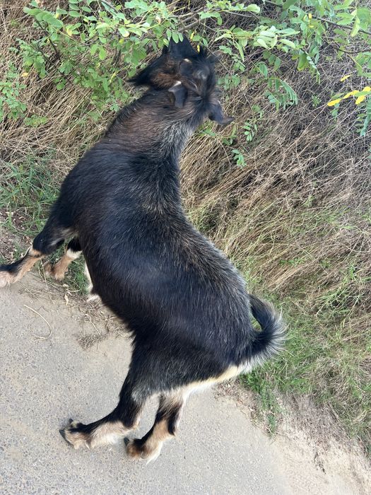 Se vinde tap de anul trecut