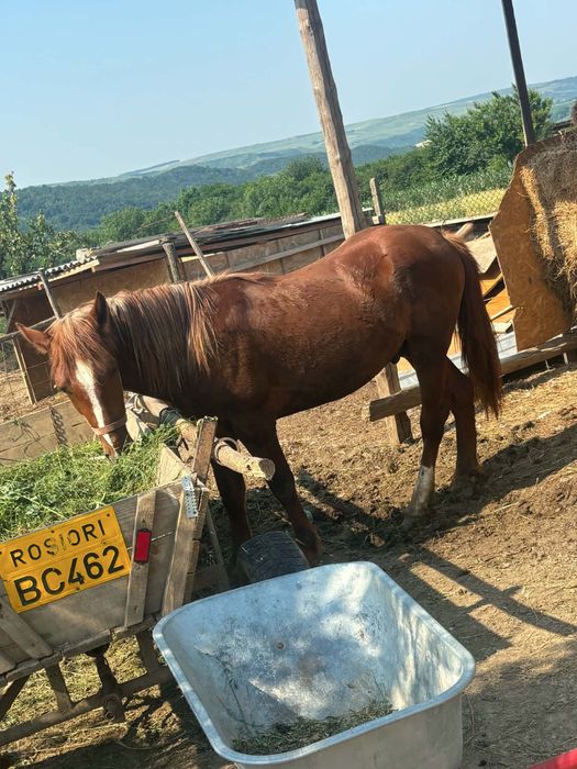 Armasar cu dinti de lapte vand sau schimb