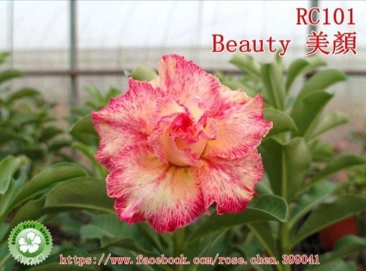 Адениумы сортовые ,поставка с России.