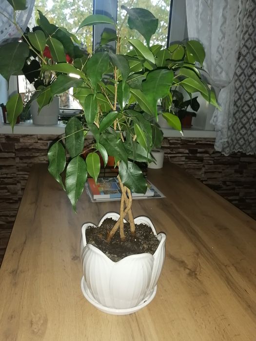 Фикус Бенджамина продам