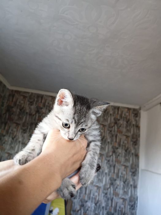 Котята сфинкс Донские