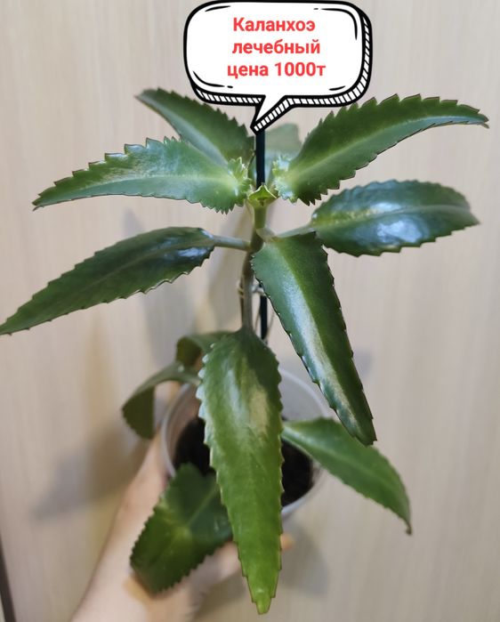 Продам комнатные цветы