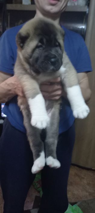 Продам щенков Алабая 100.000