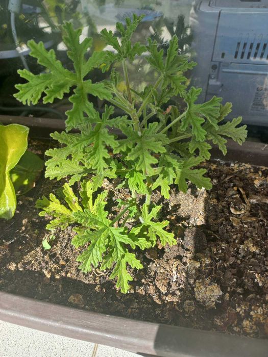 Продавам индришета на различна възраст ОТ 9лв до 35лв