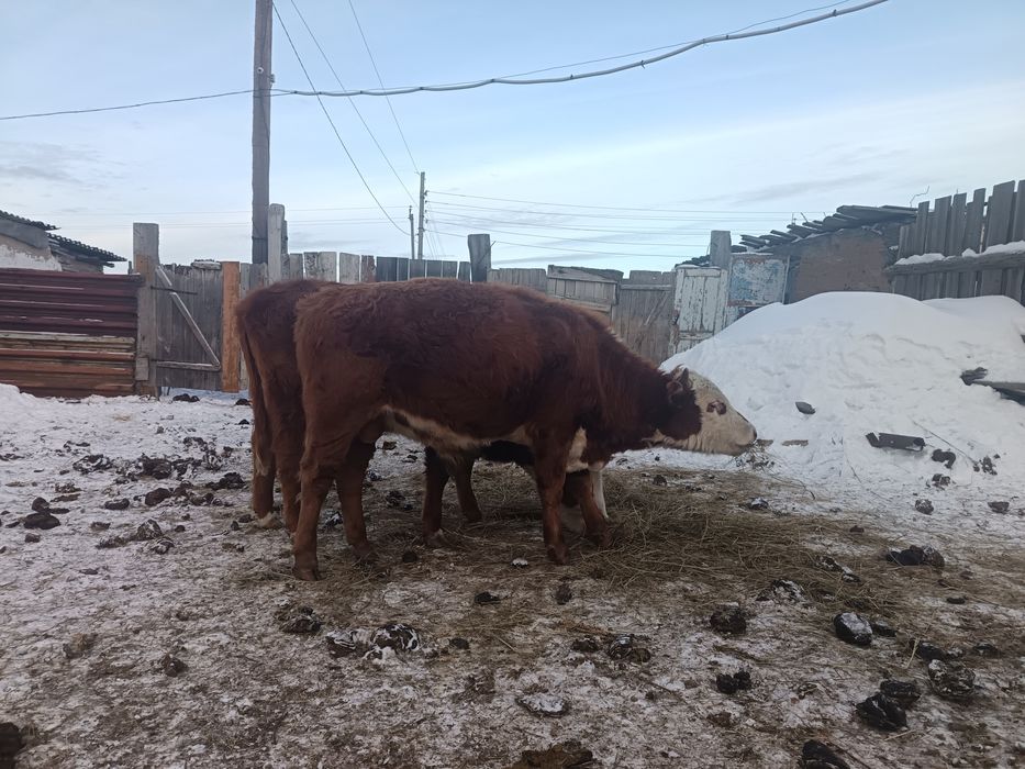 Продам бычка продам