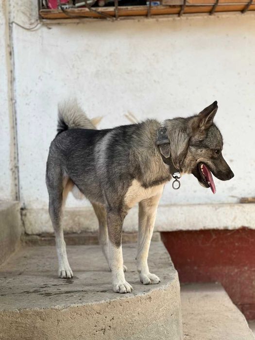 Западно-сибирская лайка