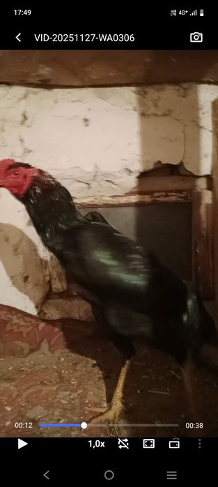 Дакан балапандарын сатылады