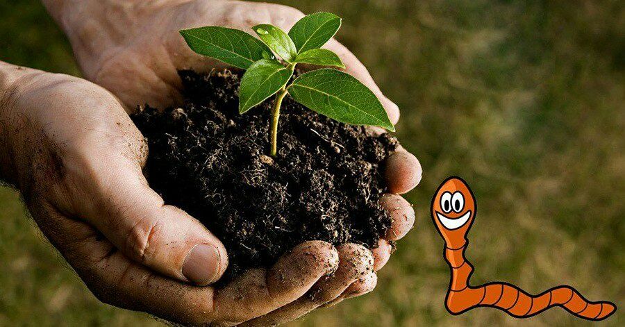 Биогумус биринчи сортли сотилади