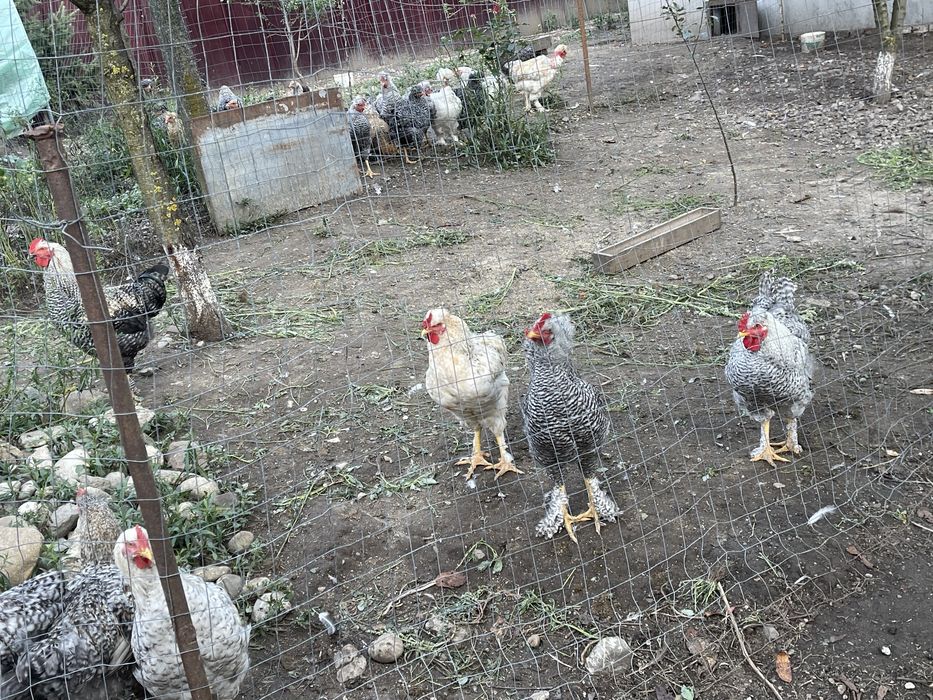 Cocoși de vanzare