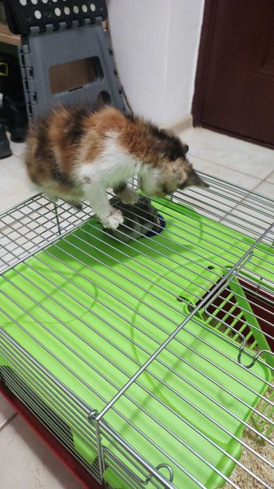 Pisica spre adopție