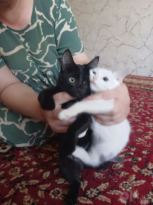 Кошки за 100 сум