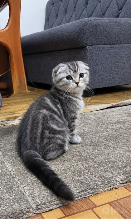 Скотш фолд сотилади