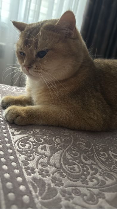 Продается кот Мартин