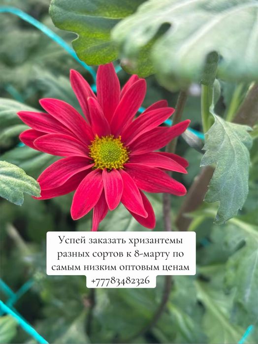 Хризантемы разных сортов