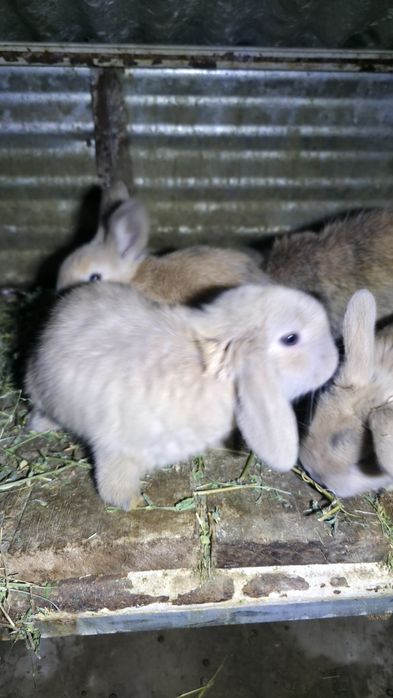 Куён Куёнчалар Баран