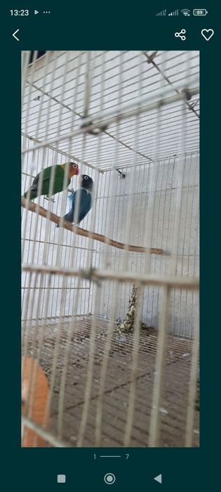 Продаются неразлучники пара