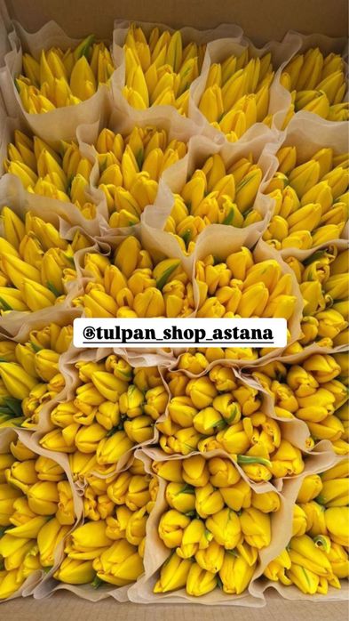 Крупные тюльпаны