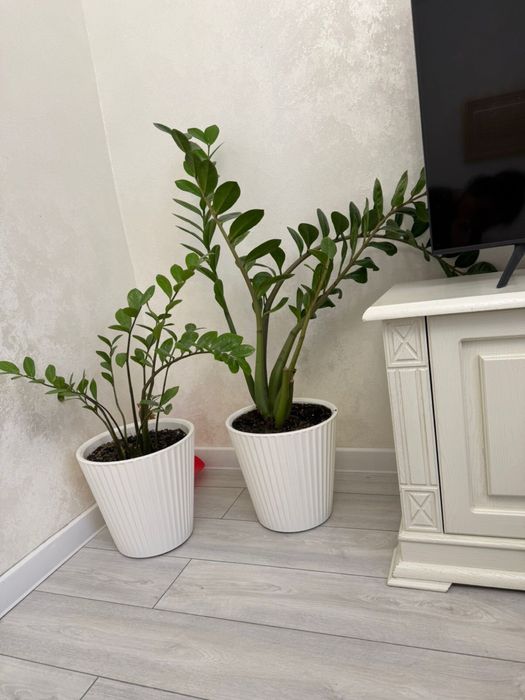 Замиокулькас / Долларовое дерево / Растение