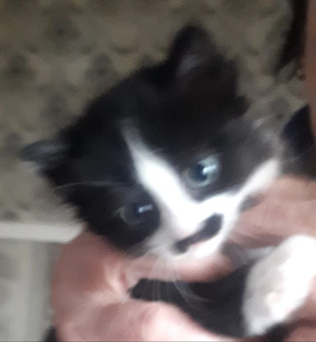 Отдам котят в добрые руки