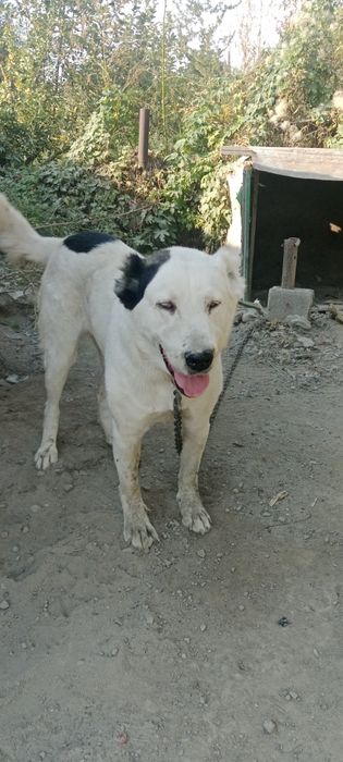 Алабай девочка 2года