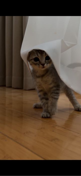 Шотландский котенок